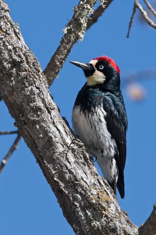 Acorn Woodpecker