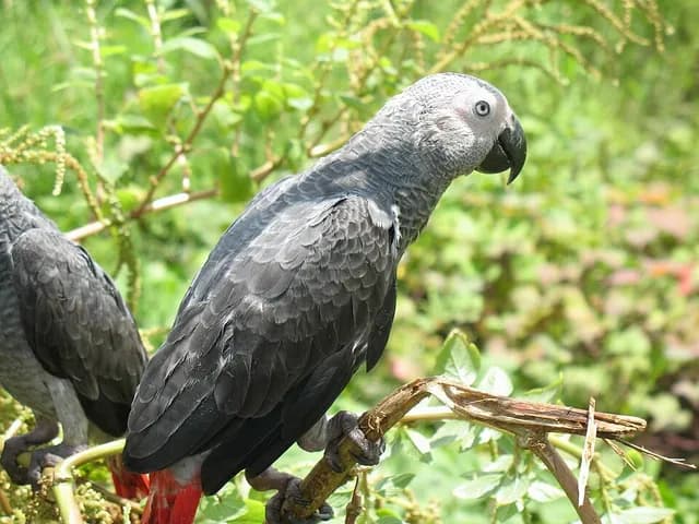African Grey Parrot