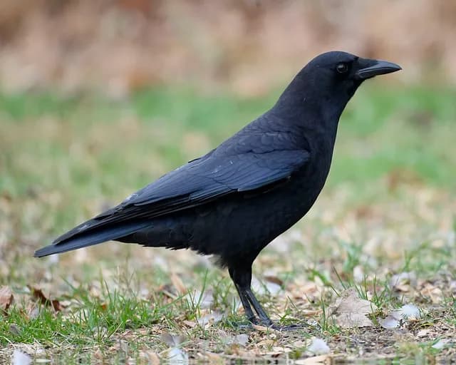 American Crow