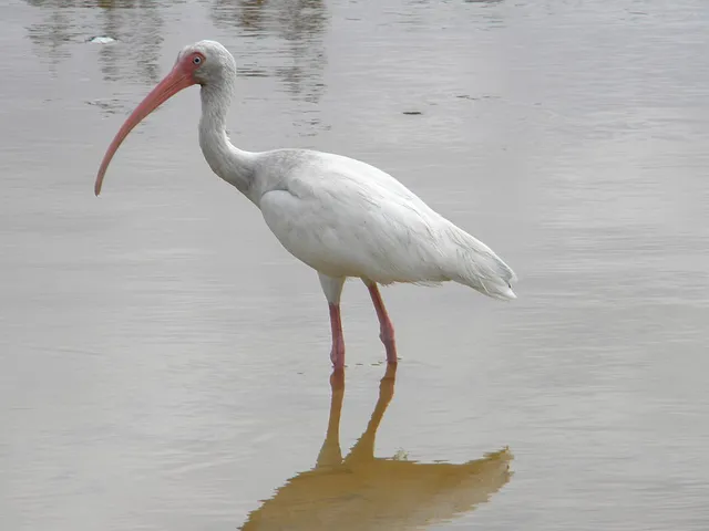 American White Ibis