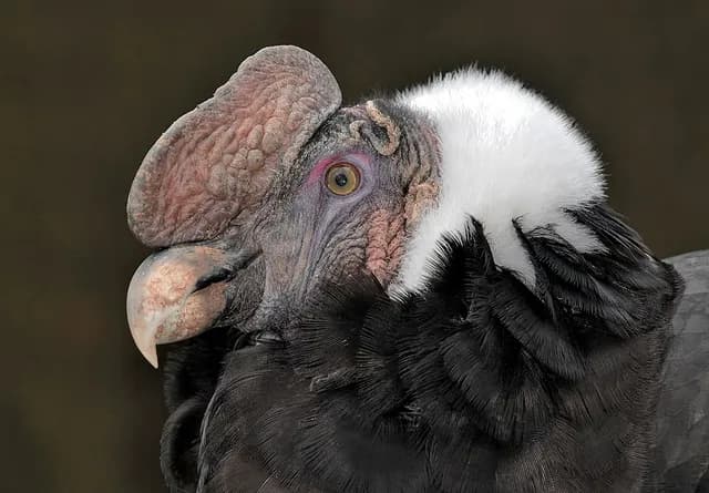 Andean Condor