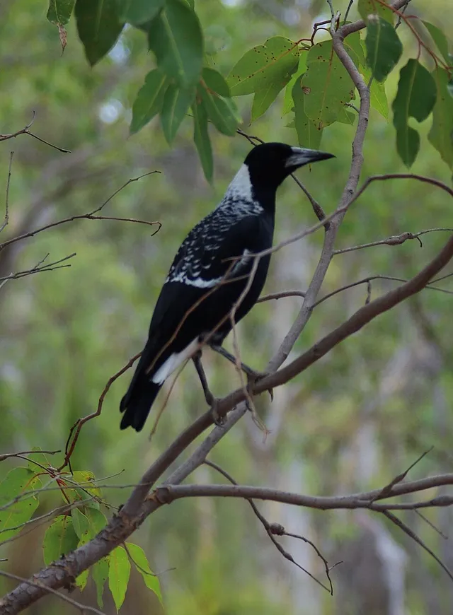 Australian Magpie
