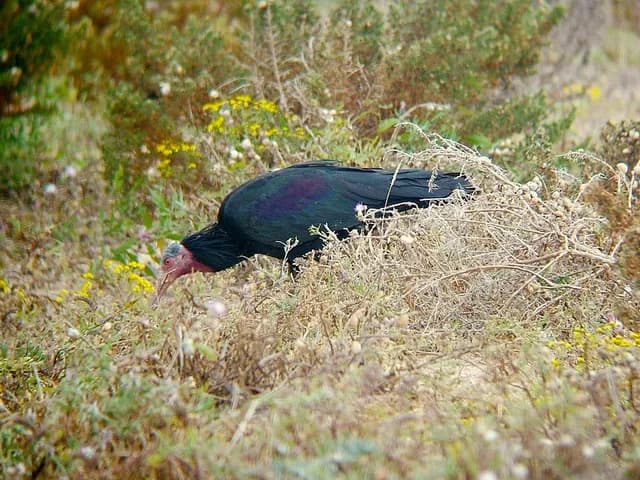 Northern Bald Ibis
