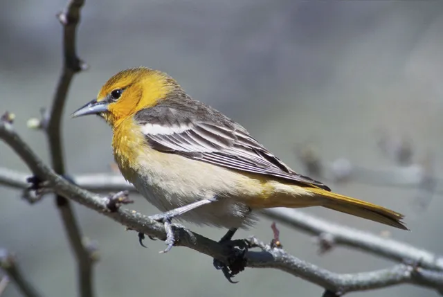 Baltimore Oriole