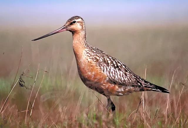 Bar-tailed Godwit
