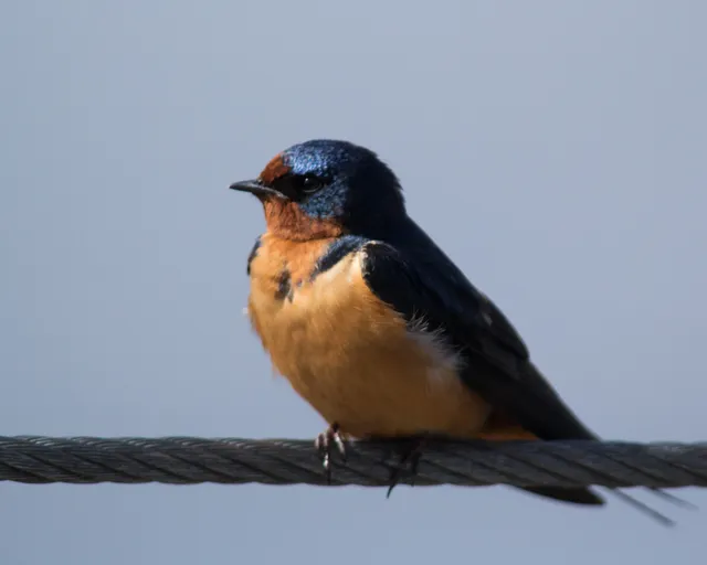 Barn Swallow