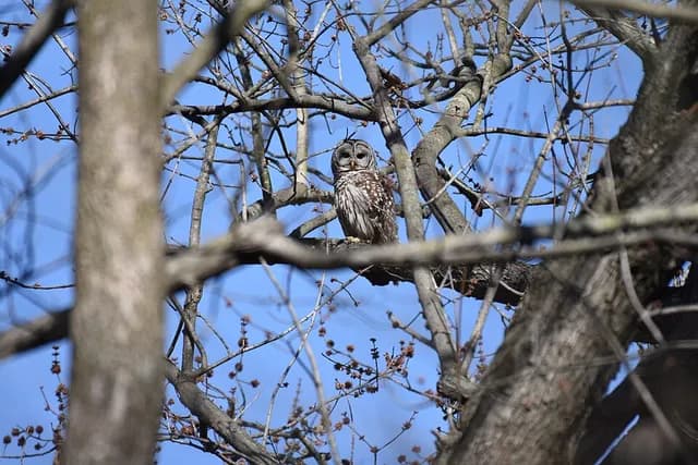 Barred Owl