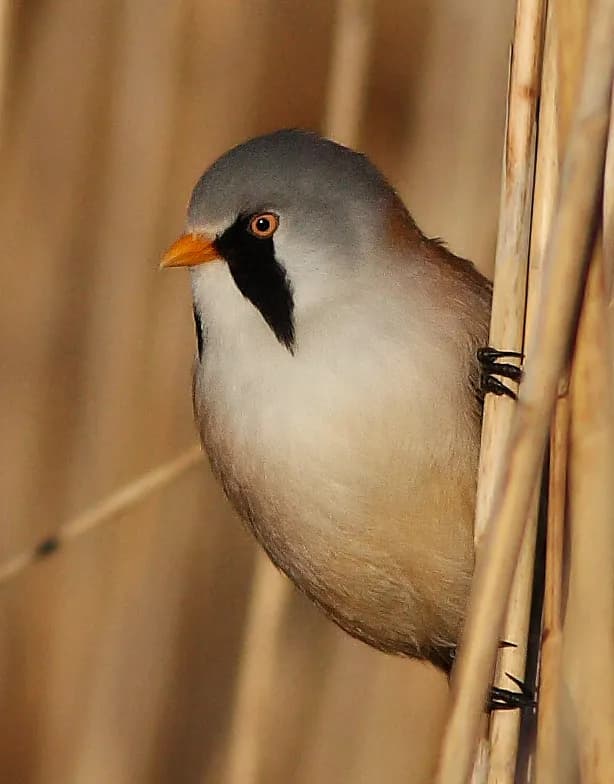 Bearded Reedling