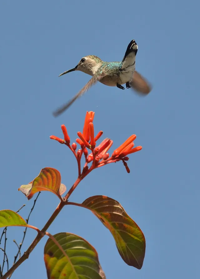 Bee Hummingbird