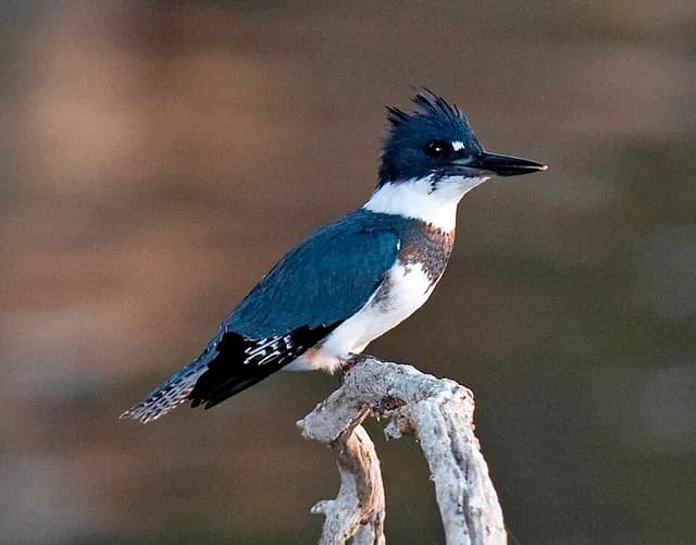 Belted Kingfisher