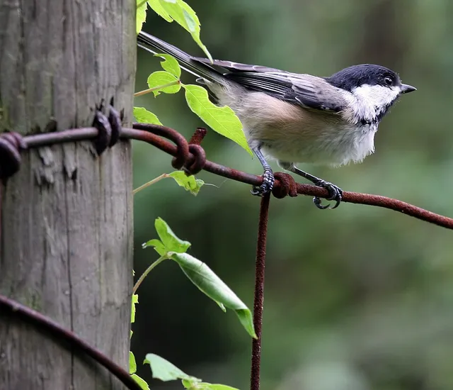 Black-capped Chickadee