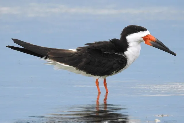 Black Skimmer