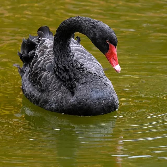 Black Swan