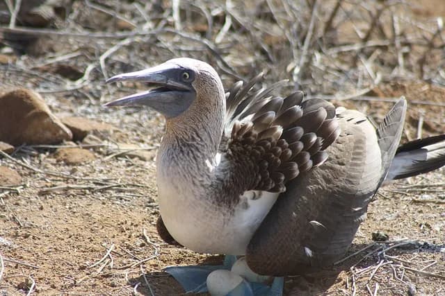 Blue-footed Booby