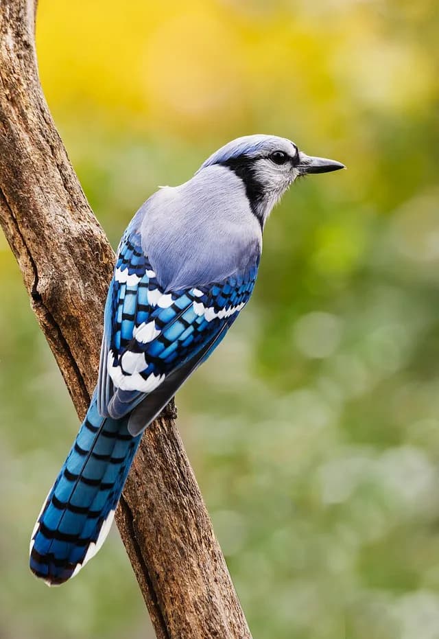 Blue Jay