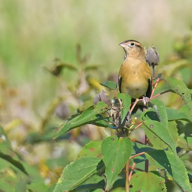 Bobolink