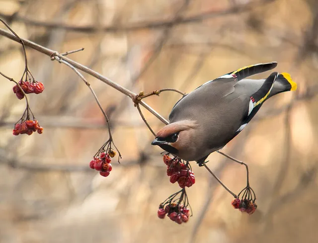 Bohemian Waxwing