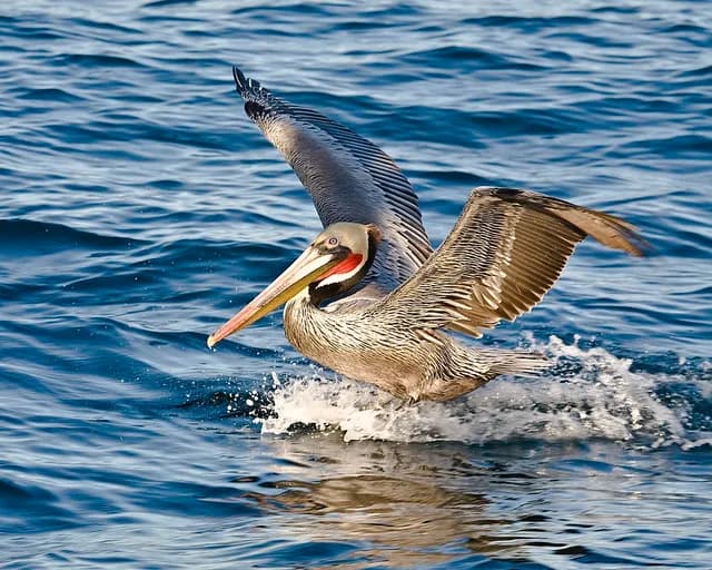 Brown Pelican