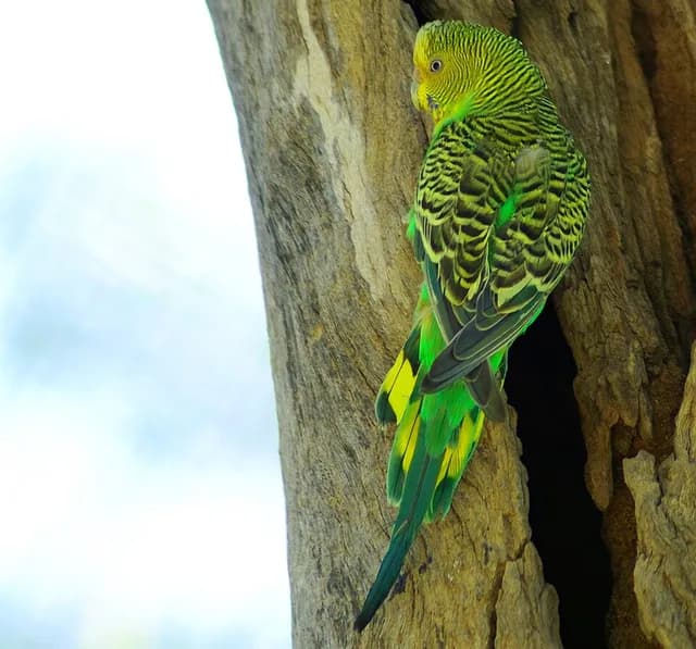 Budgerigar
