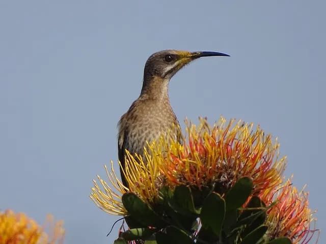 Cape Sugarbird