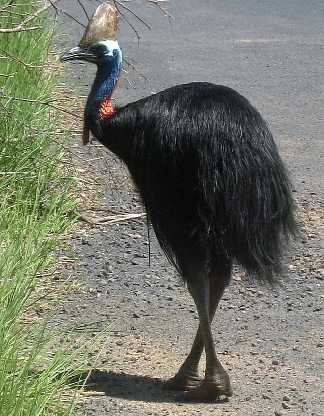 Southern Cassowary