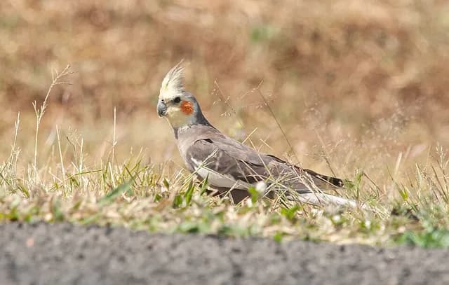 Cockatiel