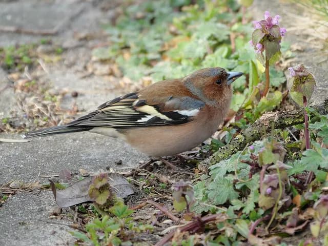Common Chaffinch