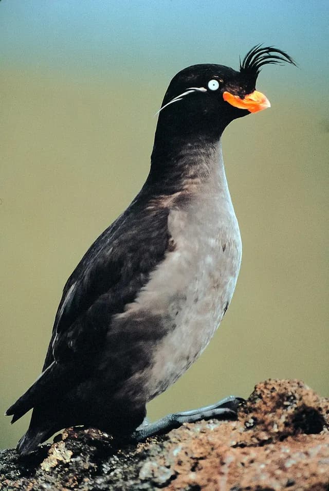 Crested Auklet