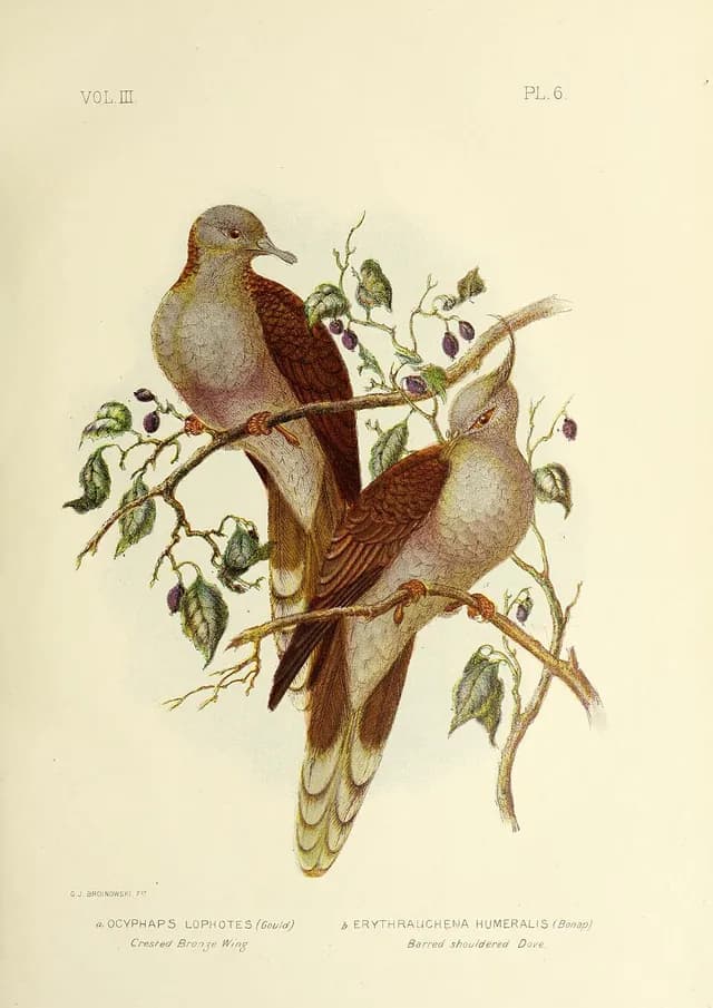 Crested Pigeon