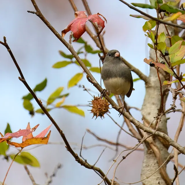 Dark-eyed Junco