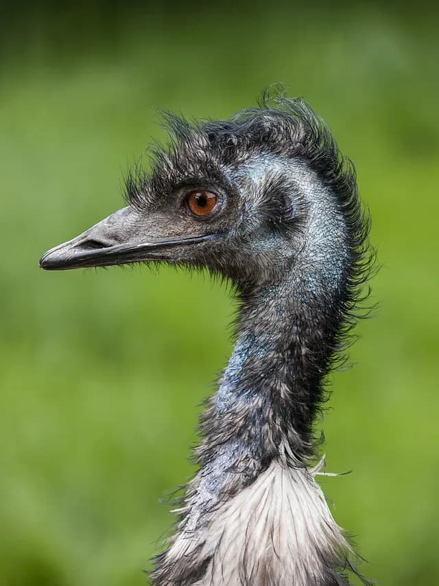 Emu