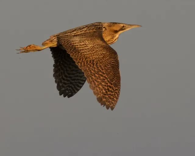 Eurasian Bittern