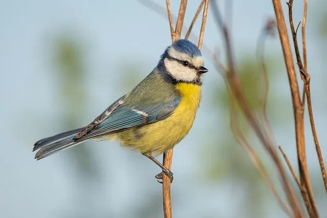 Eurasian Blue Tit