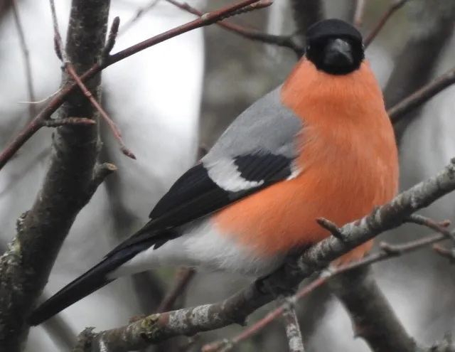 Eurasian Bullfinch