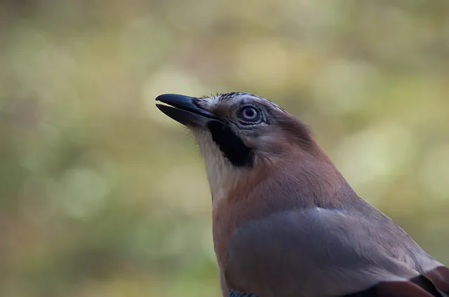Eurasian Jay