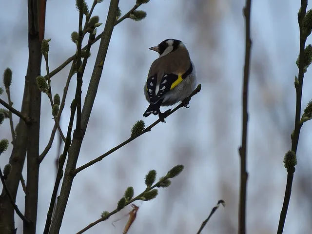 European Goldfinch