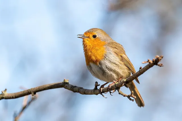 European Robin