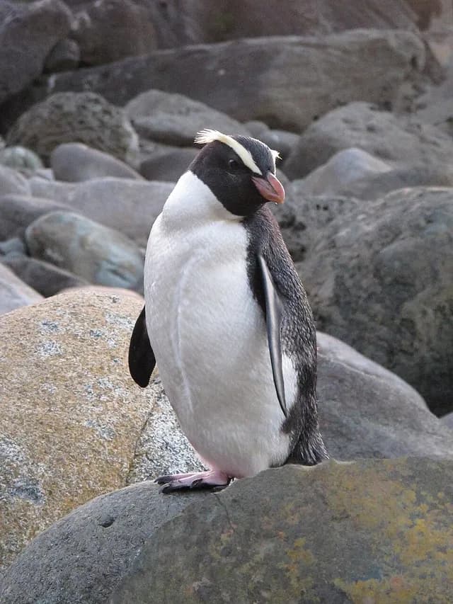 Fiordland Penguin