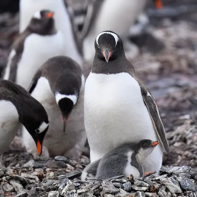 Gentoo Penguin