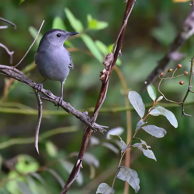 Gray Catbird