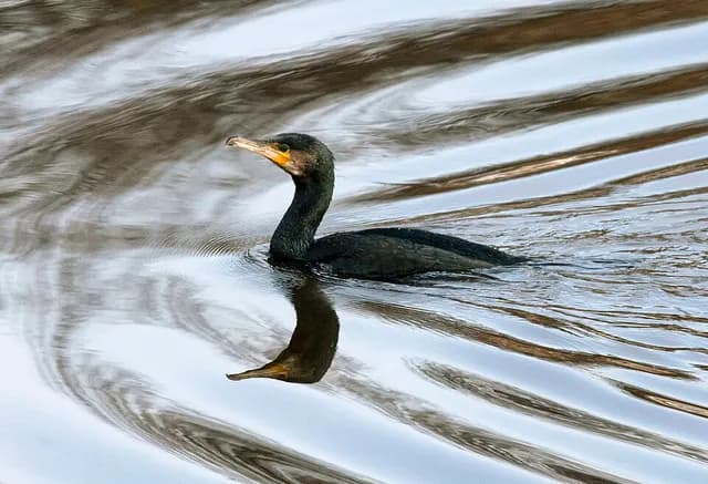 Great Cormorant