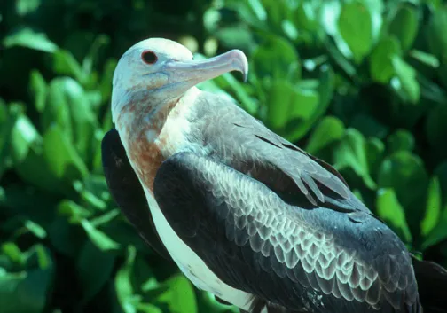 Great Frigatebird