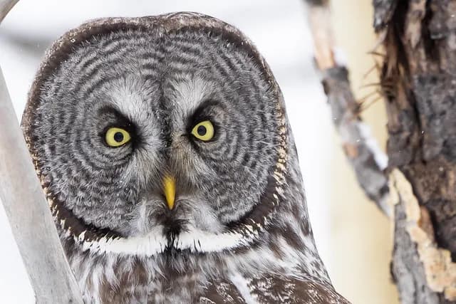 Great Grey Owl