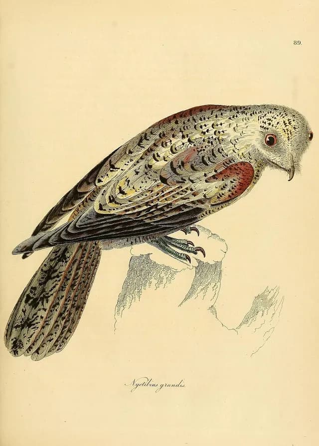 Great Potoo