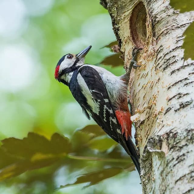 Great Spotted Woodpecker