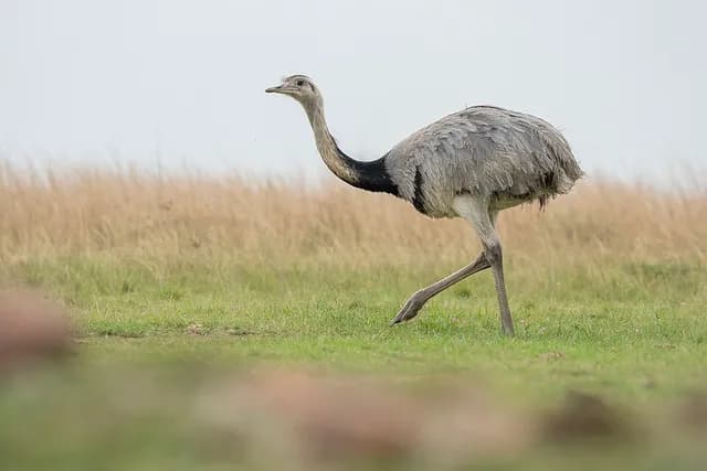 Greater Rhea