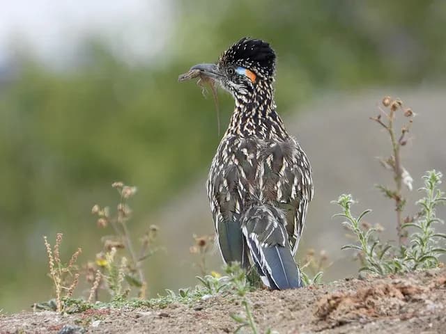 Greater Roadrunner