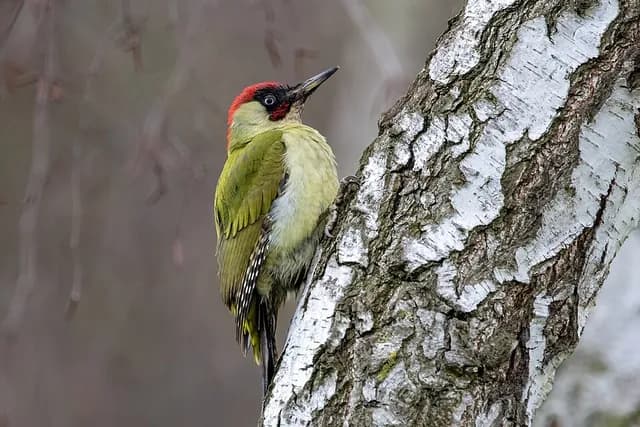 European Green Woodpecker