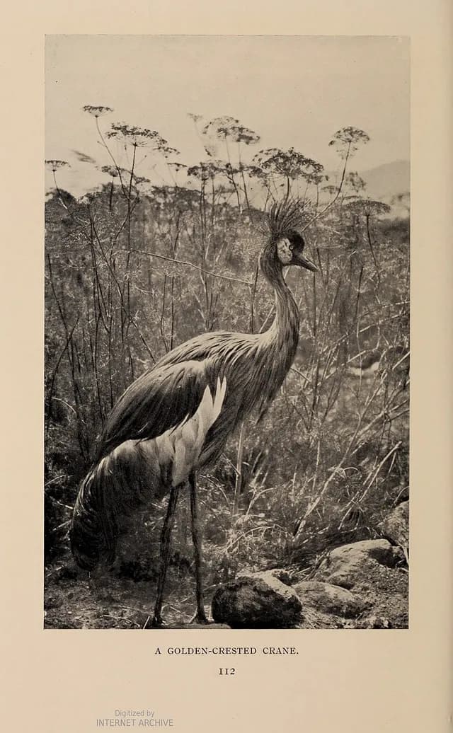 Grey Crowned Crane