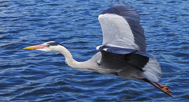 Grey Heron